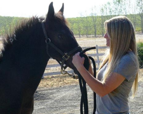 View Friesian horse purchasing details for Danielle