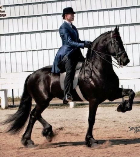 View Friesian horse purchasing details for ONNE STER