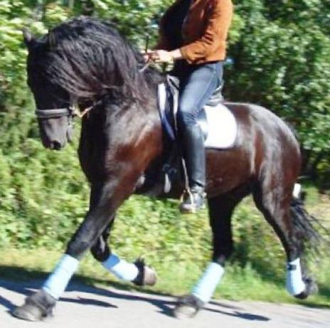 View Friesian horse purchasing details for Hilbrant