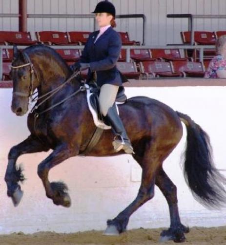 View Friesian horse purchasing details for NEO