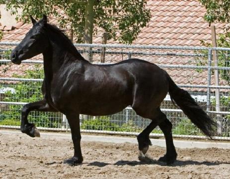 View Friesian horse purchasing details for Rumor