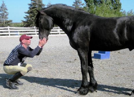 View Friesian horse purchasing details for Valiant