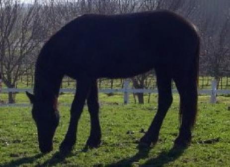 View Friesian horse purchasing details for Yarden