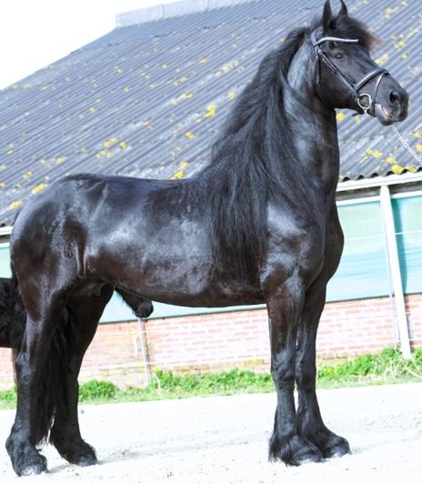 View Friesian horse purchasing details for CARMEN STER