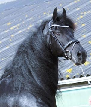 View Friesian horse purchasing details for CARMEN STER