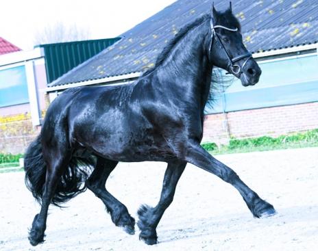 View Friesian horse purchasing details for CARMEN STER