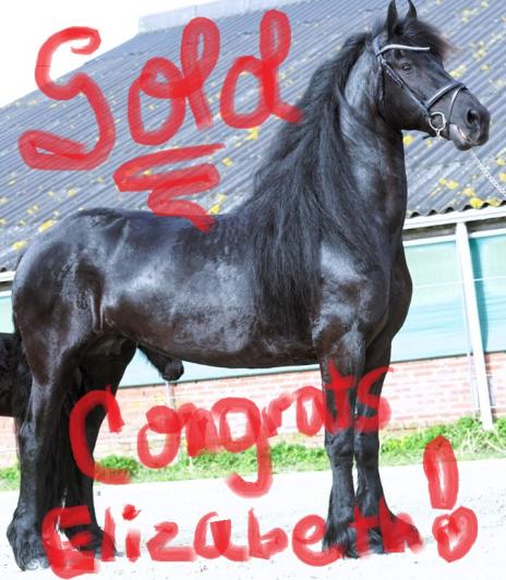 View Friesian horse purchasing details for CARMEN STER