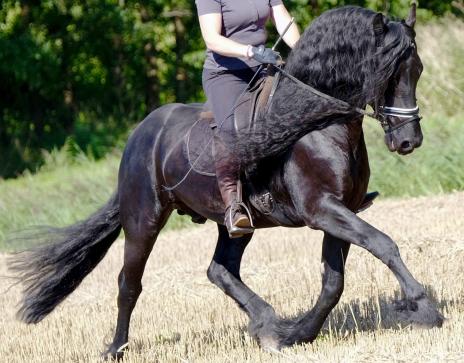 View Friesian horse purchasing details for Chanel BSF