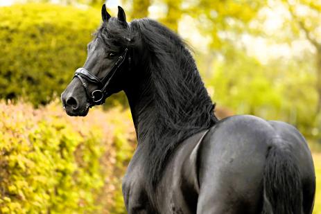 View Friesian horse purchasing details for CHES