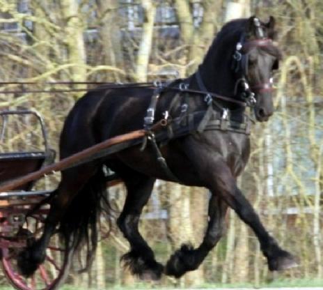 View Friesian horse purchasing details for Chloe STER