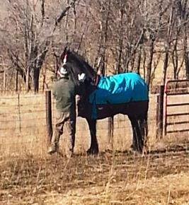 View Friesian horse purchasing details for CISKA STER