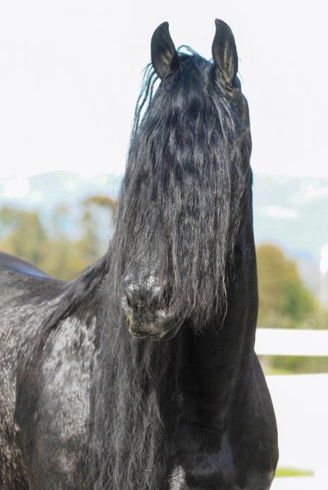 View Friesian horse purchasing details for COLATA STER