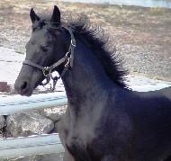 View Friesian horse purchasing details for Allegro