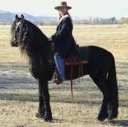 View Friesian horse purchasing details for Beake