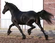 View Friesian horse purchasing details for Brechtsje U.