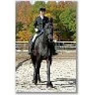 View Friesian horse purchasing details for Casper BSF