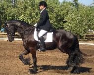 View Friesian horse purchasing details for Germ fan Polle