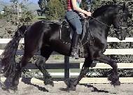 View Friesian horse purchasing details for Diemer