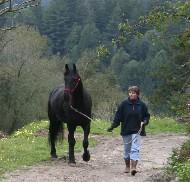 View Friesian horse purchasing details for Geartsje fan de Koaten