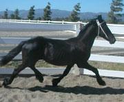 View Friesian horse purchasing details for Jacob