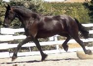 View Friesian horse purchasing details for Jolene