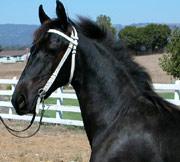 View Friesian horse purchasing details for Opal