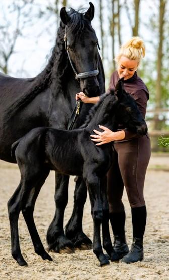 View Friesian horse purchasing details for Ravella CROWN