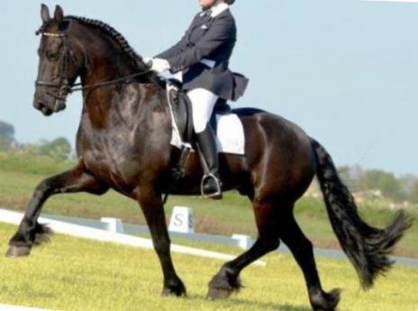 View Friesian horse purchasing details for DANTINO