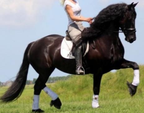 View Friesian horse purchasing details for Darcy STER