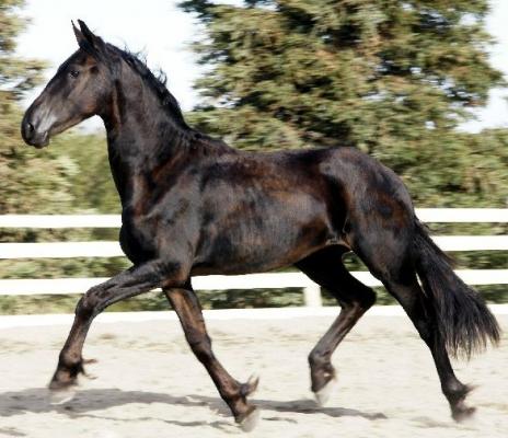 View Friesian horse purchasing details for D'Artagnon