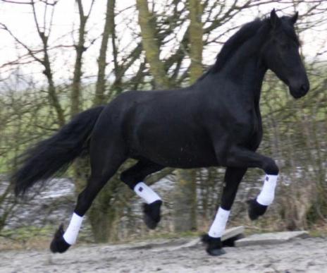 View Friesian horse purchasing details for DEIVA