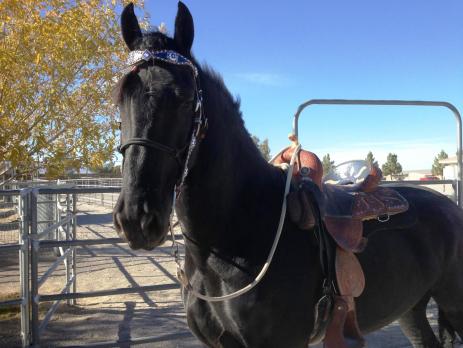 View Friesian horse purchasing details for Diesel