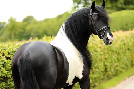 View Friesian horse purchasing details for The Diplomat 