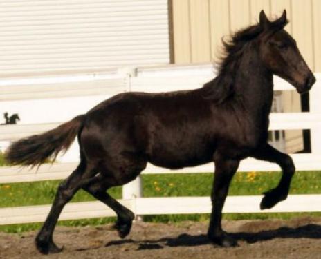 View Friesian horse purchasing details for Doeke Zuiderwaard