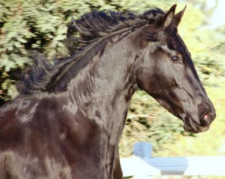 View Friesian horse purchasing details for DONNA