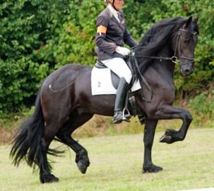 View Friesian horse purchasing details for Tuoso