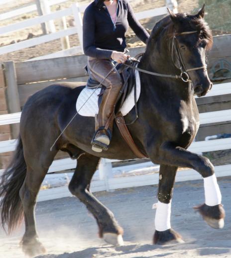 View Friesian horse purchasing details for DUKE