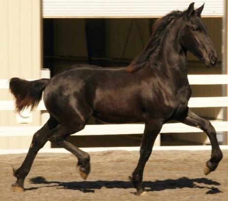 View Friesian horse purchasing details for Elektra