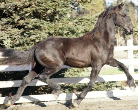 View Friesian horse purchasing details for Elias