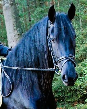 View Friesian horse purchasing details for EMBER