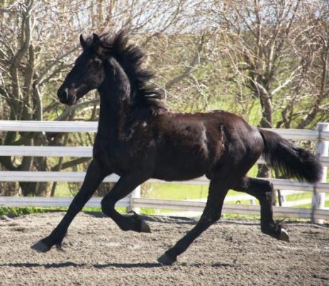 View Friesian horse purchasing details for EROS