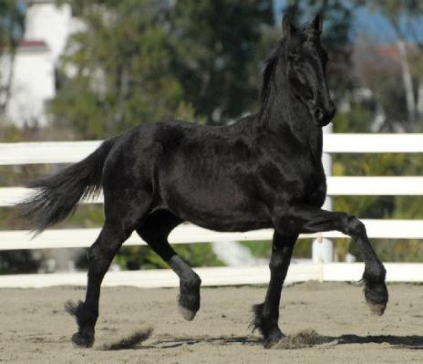 View Friesian horse purchasing details for ESCADA