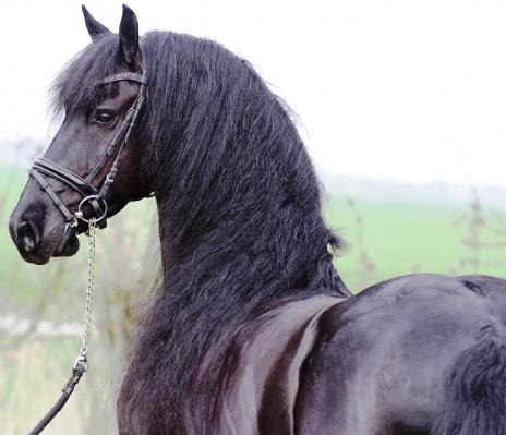 View Friesian horse purchasing details for ZIGGY