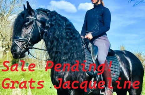 View Friesian horse purchasing details for MARCO