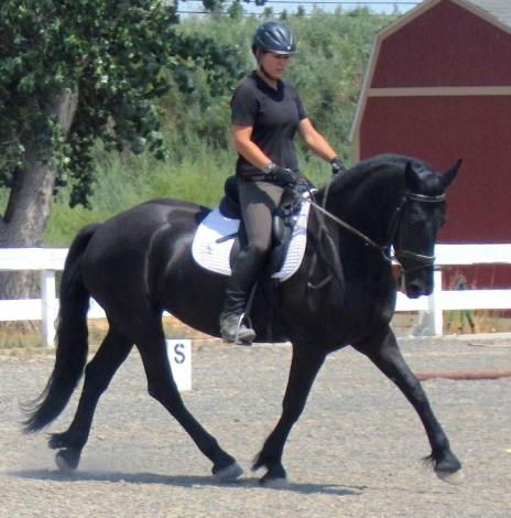 View Friesian horse purchasing details for FAXON