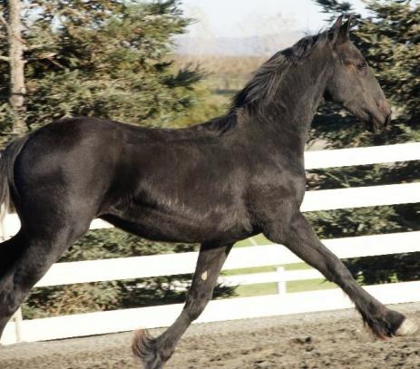 View Friesian horse purchasing details for Frederiek