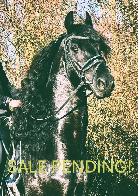 View Friesian horse purchasing details for NOIR