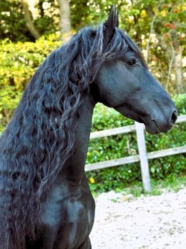 View Friesian horse purchasing details for Olle