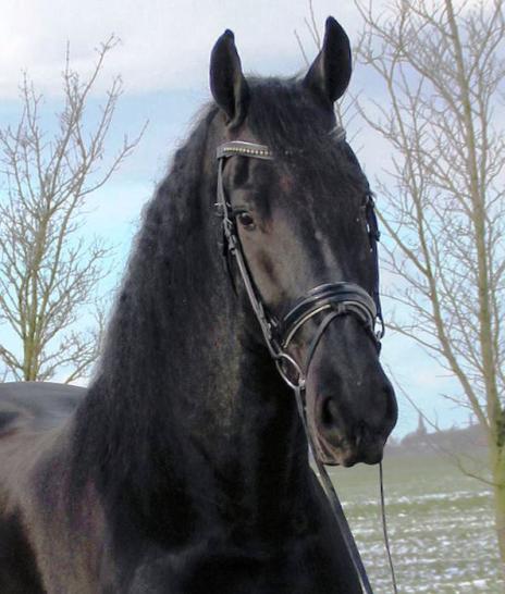 View Friesian horse purchasing details for BRADEN