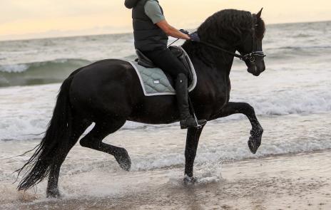 View Friesian horse purchasing details for EMINENCE STER